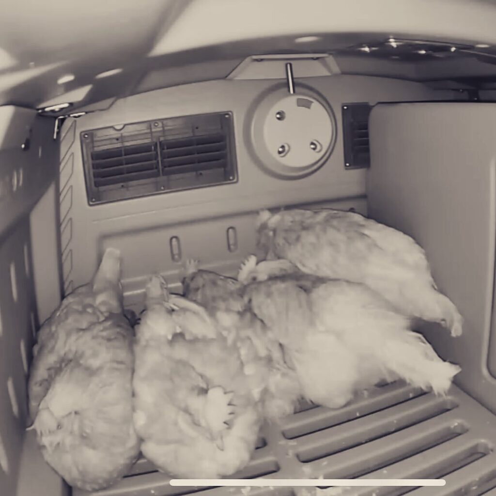 KinnesonLalor's tweet photo. There were five in the bed and the little one said…
Pecking order goes out the window when it’s cold and dark! 🥰
#chickens #rescuechickens #chickensofinstagram #chickens #backyardchickens #petchickens #rescuehens #hensofinstagram #exbatteryhens #freerangechickens #chickens… https://t.co/mC6dsaKsLs