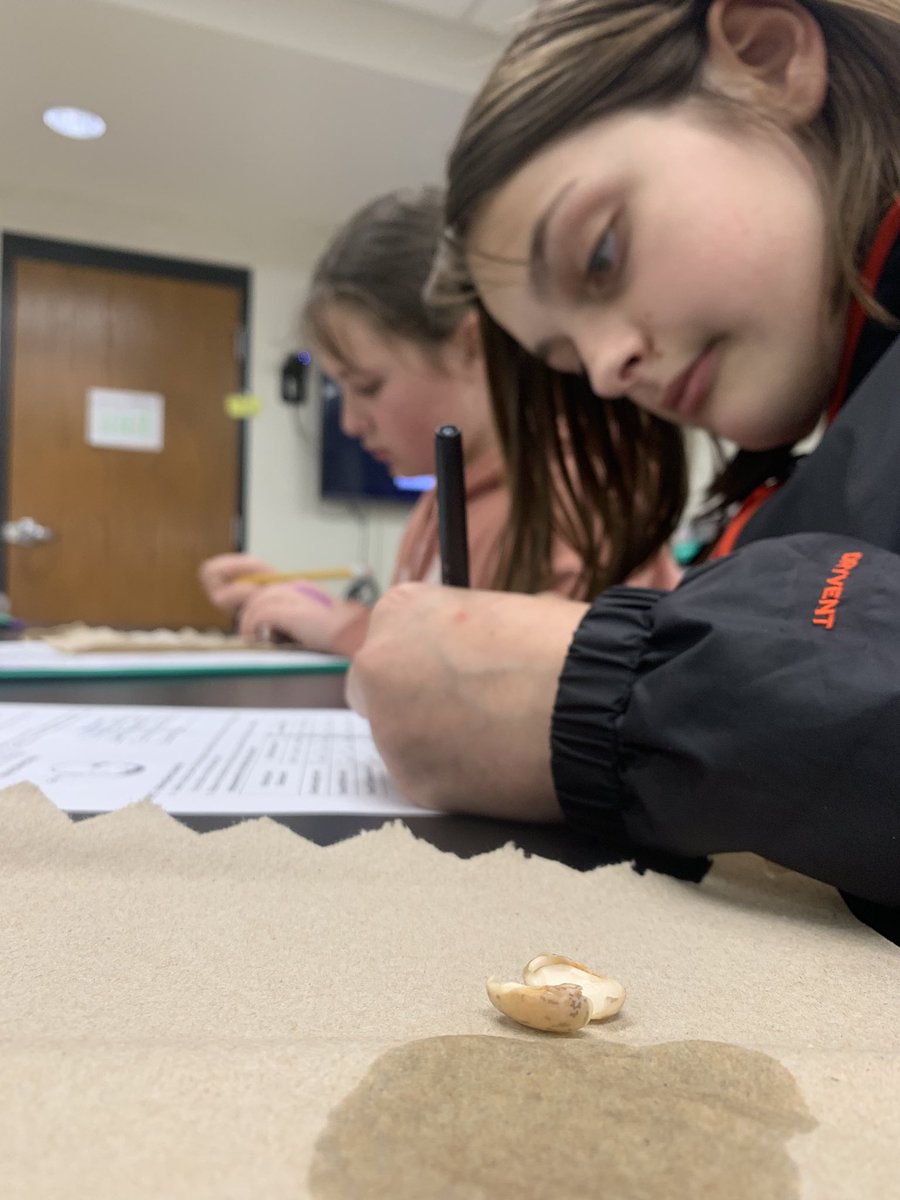 MrsMMurph's tweet photo. Dissecting beans in science class today. Students are exploring the germination process of dicots by exploring soaked pinto beans. We’ll draw connections to our Wisconsin Fast Plants tomorrow! #handsonlearning #experiment @DCEMS67 https://t.co/VLbFnqjXHk