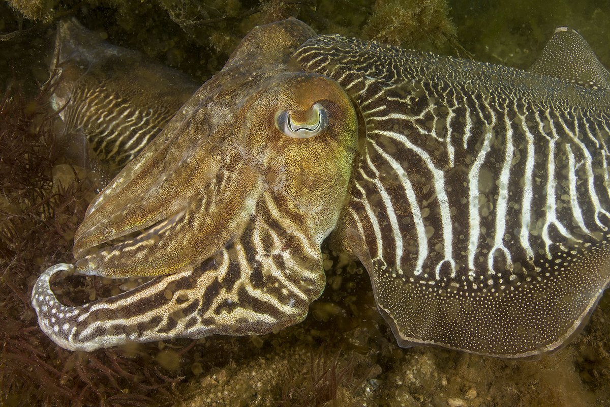 cuttle_cons's tweet photo. 🚨 Good news! 🚨 The minutes from the first non quota species fisheries management plan group have been released and cuttlefish are going to be a priority for management! This is a great step towards sustainable management for the species!
📸 paulnaylormarinephoto https://t.co/oyONunaxKQ