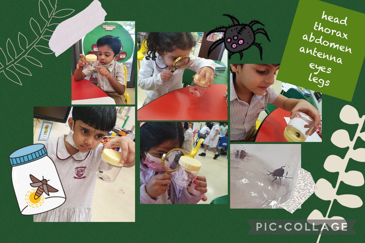 J_Shesh (@j_shesh) on Twitter photo An early morning visit to the Zen Garden looking for insects. We were so excited to spot so many of them and the best part is we could clearly identify their body parts!!#KG1EKindhearts <a href="/NMSKindergarten/">NMS Kindergarten</a> <a href="/gemsnms_alkhail/">GEMS NMS Alkhail</a> <a href="/MichelleVerghe1/">Michelle Verghese</a> <a href="/tolani_meena/">Meena Tolani</a> An early morning visit to the Zen Garden looking for insects. We were so excited to spot so many of them and the best part is we could clearly identify their body parts!!#KG1EKindhearts <a href="/NMSKindergarten/">NMS Kindergarten</a> <a href="/gemsnms_alkhail/">GEMS NMS Alkhail</a> <a href="/MichelleVerghe1/">Michelle Verghese</a> <a href="/tolani_meena/">Meena Tolani</a>