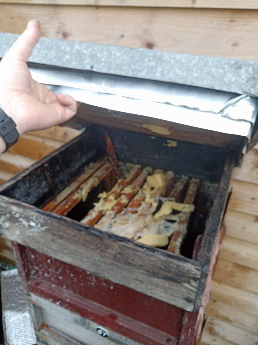 BeesBishops's tweet photo. An important job at time of this year is to clean out old brood frames and sterilise them before re-waxing.
The cleaning out of older frames on a regular basis helps to prevent disease within the hive.
#britishbeekeeping #bishopsbees #honeybees #beefarming #beefarmer https://t.co/dCGz7csW71