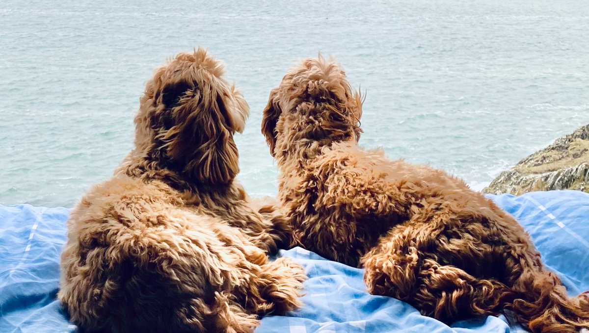 And they call it puppy love. 💙

Bring your four-legged friend on the holiday of a lifetime, and let them explore the campervan magic with you.

Learn about our pet-friendly policy- bunkcampers.com/pet-friendly-c…

It's paw-fect!!