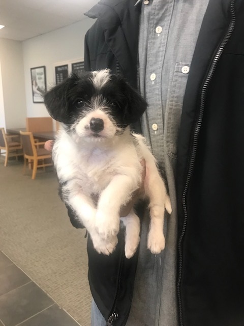 MarinCountyCU's tweet photo. Could your feed use some cuteness? Meet Haley Jr. who popped by our office yesterday. You want to boop that adorable nose 😊, right?

#credituniondogs #dog #marincountycu #creditunion #marincounty #boop https://t.co/VExRosmz1s