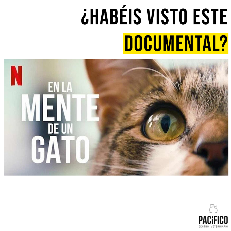 CVPACÍFICO tweet media