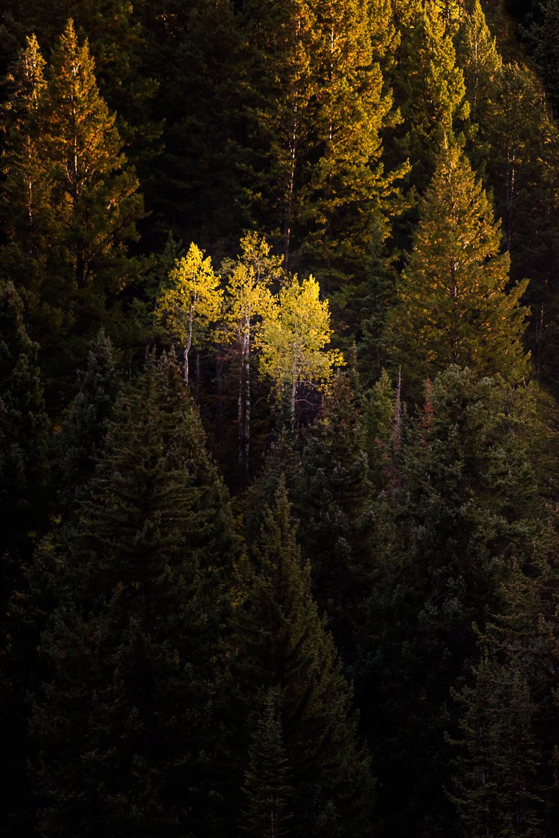 Leaves of Gold

#Trees #BigCottonwoodcanyon #Wasatch #WasatchSnow #Winter #River #WinterScene #SnowScene #DaveKochPhoto #peoplewhoadventure #amongthewild  #utahgram #utahtravels #utahisawesome #exploreutah #utahoutdoors #utahblogger #utahisbeautiful #utahroadtrip