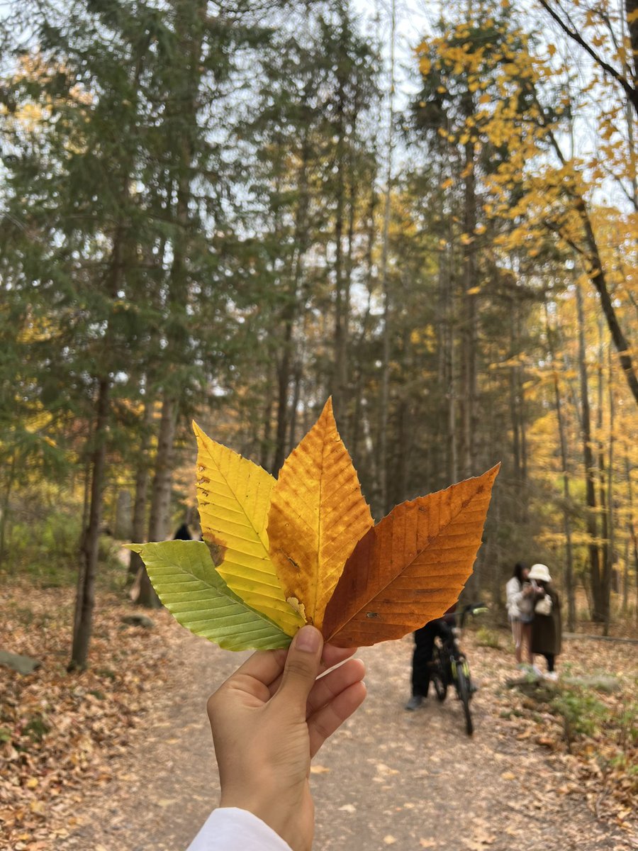yaaaaaaaaasmeen's tweet photo. خريف ❤️🧡💛🍂🍁

#kaaterskill falls https://t.co/xlliJYzUUV