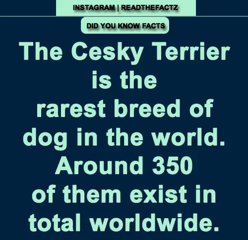 ReadTheFactz's tweet photo. The Cesky Terrier is the rarest breed of dog in the world. Around 350 of them exist in total worldwide.
#facts #factsonly #FactsMatter #readthefactz #readthefacts #FactsNotFear #truth #history #latestfacts #factsormyths #DogsFacts https://t.co/TzVCNbbUPo