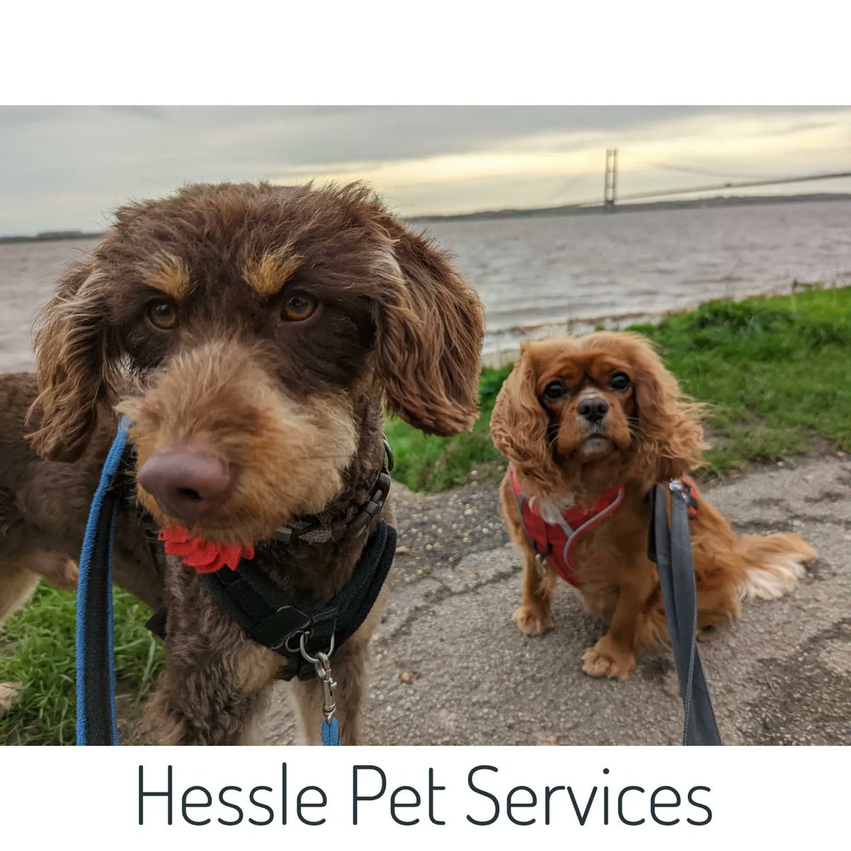 HesslePets's tweet photo. We had a windy walk alongside the Humber ๐
#dogwalker #dogtrainer #Hessle #minaturelabradoodle #doodle #prodogtrainer #cavalier #ckcs #rubycavalier #HumberBridge #dogsoftwitter https://t.co/L4fhglmIw8