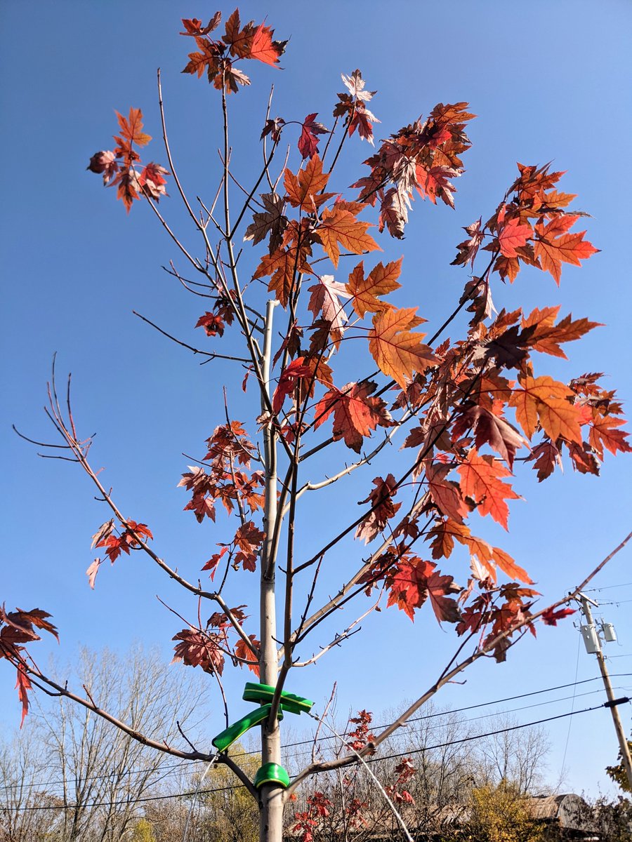 Today, we're thankful for growth! The trees we planted at Granville in the spring are already 10-11 feet tall. #1000trees1000days