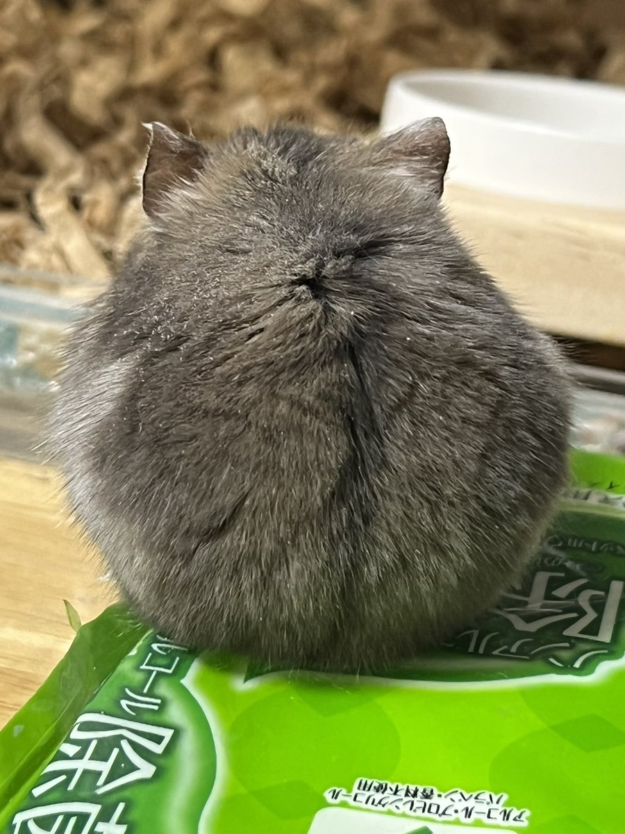 hamu12012's tweet photo. もちまるの後姿🐹後姿ってなんか撮っちゃうよね。 https://t.co/9clgigXhHs
