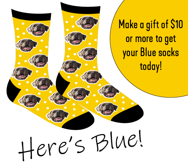 CentreAlumni's tweet photo. Make a gift of $10 or more to get your Blue (or Centre C) socks today! If you give via PayPal or Venmo make sure you tell us which pair you want! Make your gift before Dec 5 to guarantee shipment before the holidays. Tag us with #WheresBlue so we can see your Centre style! https://t.co/LV2ToeoF5o