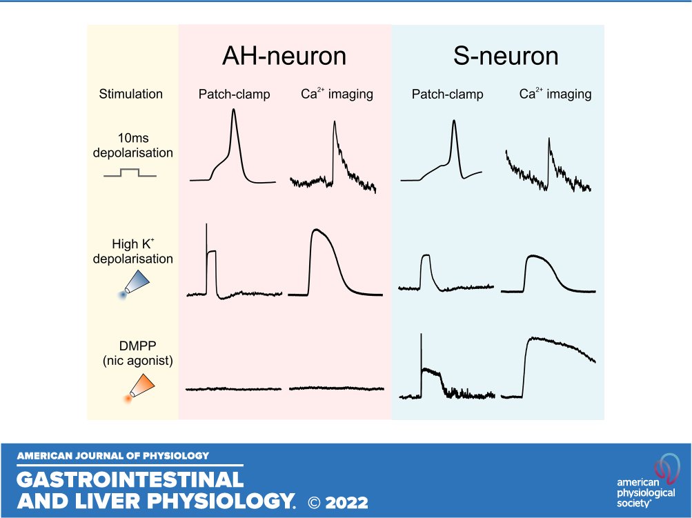 ajpgi's tweet photo. 📖New in #ajpgi 👉Simultaneous whole-cell patch-clamp and calcium imaging on myenteric neurons (Zhiling Li, et al)
🖱https://t.co/4GU6PeSHAj
@WBoesmans @StampHaoLab #EntericNervousSystem #electrophysiology #CalciumImaging #NeuronalActivity https://t.co/VvEHxCGTwB