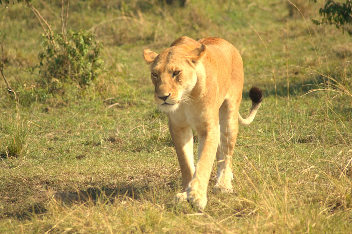 TomGreenPR (@tomgreenpr) on Twitter photo Some of our best shots of big cats taken in #Kenya last week on #safari by <a href="/MarcHoeferlin/">Marc Hoeferlin</a> and I 🇰🇪📷- he took the best ones😖#maasaimara #Lions #Lionesses #Africa #nature #photography #amateurphotography #africawildlife #safariphotography Some of our best shots of big cats taken in #Kenya last week on #safari by <a href="/MarcHoeferlin/">Marc Hoeferlin</a> and I 🇰🇪📷- he took the best ones😖#maasaimara #Lions #Lionesses #Africa #nature #photography #amateurphotography #africawildlife #safariphotography