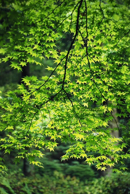 紅葉グラデーション 