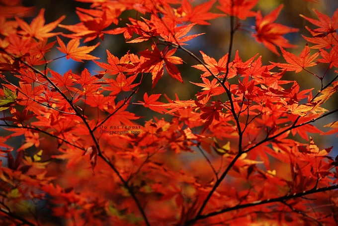紅葉グラデーション 