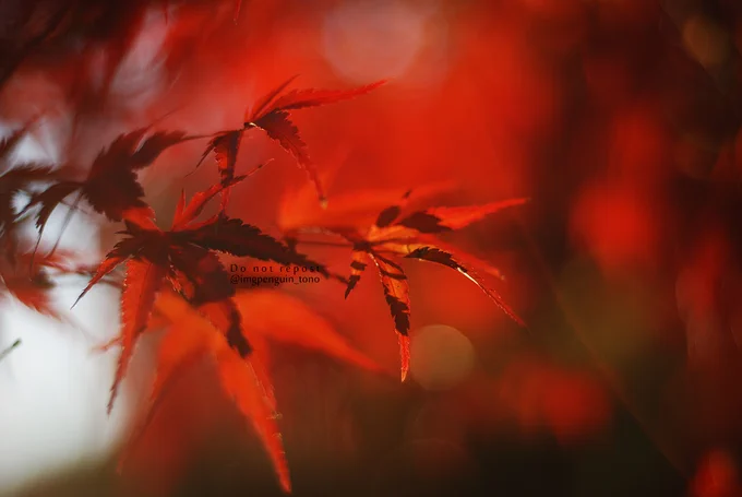 紅葉グラデーション 