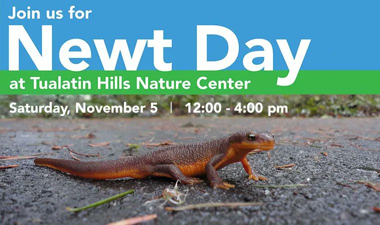 This Saturday is Newt Day -- November 5, at Tualatin Hills Nature Center! Come find out how newts evade predators, survive in and out of water, and camouflage themselves with a single leaf. Registration is recommended. Read more at buff.ly/3SeqpZ3.