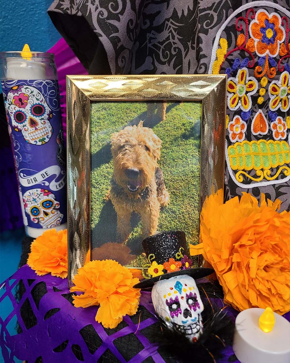 Fur babies have a special place in the hearts of many CS team members. 

This year, we dedicated our ofrenda to a few good boys and girls of our own.

#DiaDeMuertos  #AllDogsGoToHeaven