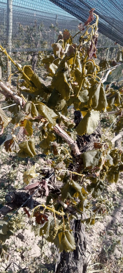 Pablo Pérez Delgado (@perezdel2000) on Twitter photo Los daños por heladas son de una magnitud impresionante. No solo afectan seriamente a Mendoza. También a San Juan, Catamarca y Patagonia. Algunos especulan con que la merma anual será del 40%. Ya se disparó el precio futuro del vino.
<a href="/conexionagromz/">Conexión Agro</a> <a href="/radionihuil/">Radio Nihuil</a> Los daños por heladas son de una magnitud impresionante. No solo afectan seriamente a Mendoza. También a San Juan, Catamarca y Patagonia. Algunos especulan con que la merma anual será del 40%. Ya se disparó el precio futuro del vino.
<a href="/conexionagromz/">Conexión Agro</a> <a href="/radionihuil/">Radio Nihuil</a>