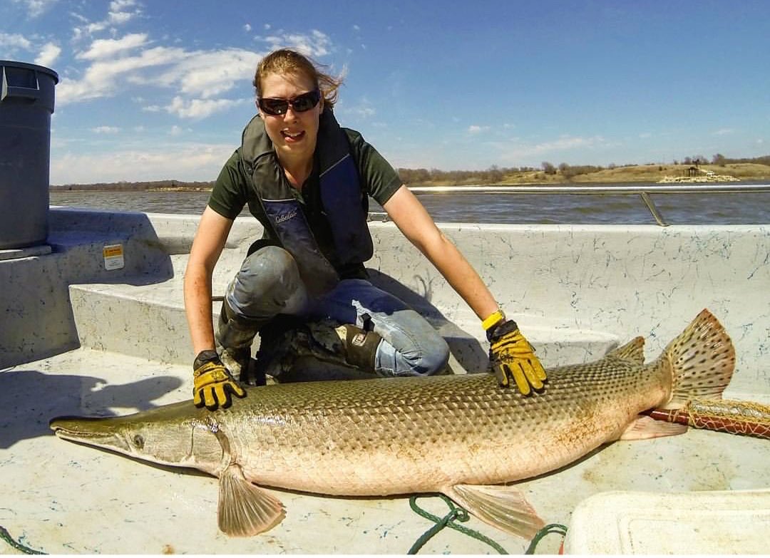 From back when I worked with the ⁦<a href="/OKWildlifeDept/">Oklahoma Department of Wildlife Conservation</a>⁩ and had the chance to help collect brookstock for the alligator gar spawning program at the Tishomingo National Fish Hatchery! #GarWeek