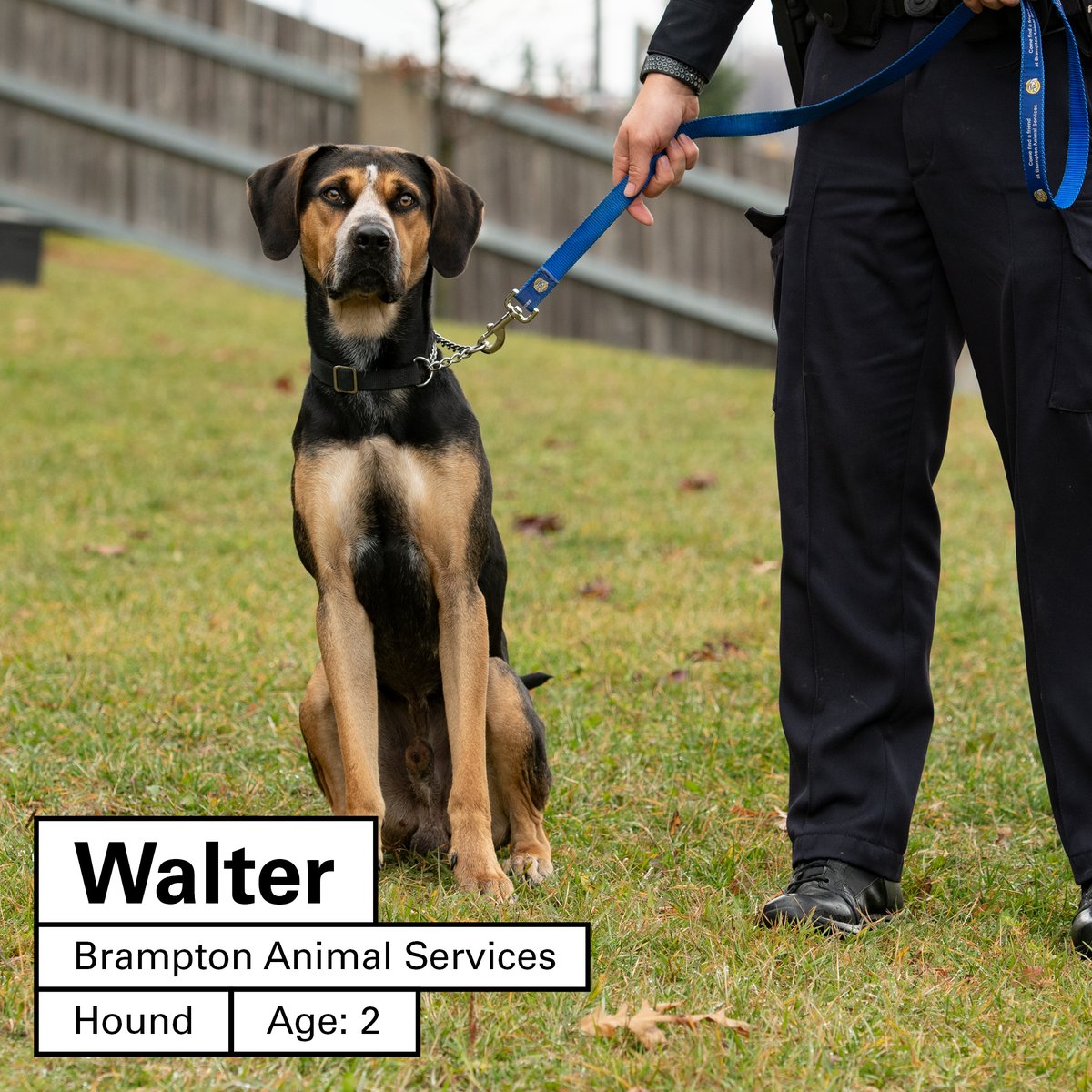 York Regional Police tweet media