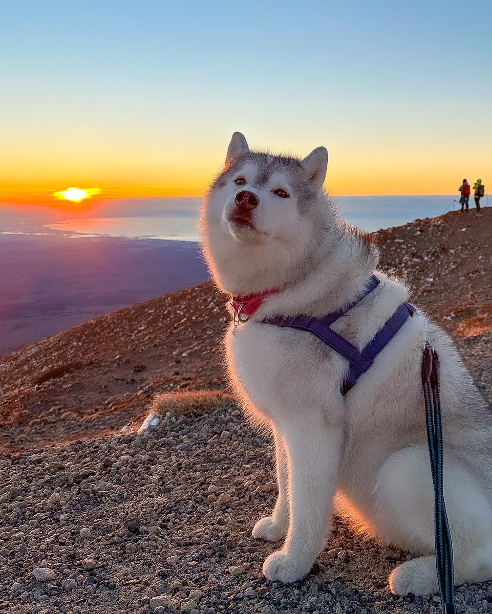 Say "yes"if you are a <a href="/HUSKYLOVERCOMM1/">HUSKY LOVER COMMUNITY</a>

<a href="/HUSKYLOVERCOMM1/">HUSKY LOVER COMMUNITY</a>

Conversation huskylover 

<a href="/HUSKYLOVERCOMM1/">HUSKY LOVER COMMUNITY</a>

Husky lover Aww 
TAG a friend Follow our page 

<a href="/HUSKYLOVERCOMM1/">HUSKY LOVER COMMUNITY</a>

<a href="/husky/">Husky 🐺</a> <a href="/HUSKYLOVERCOMM1/">HUSKY LOVER COMMUNITY</a> #huskylover #husky #huskylover #huskytwitter