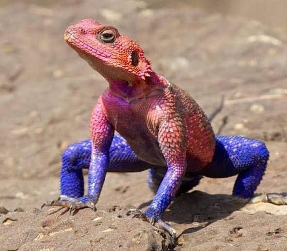 RT @j_stocky: These Agamas look like Spider-Man https://t.co/95YGI9Vql2