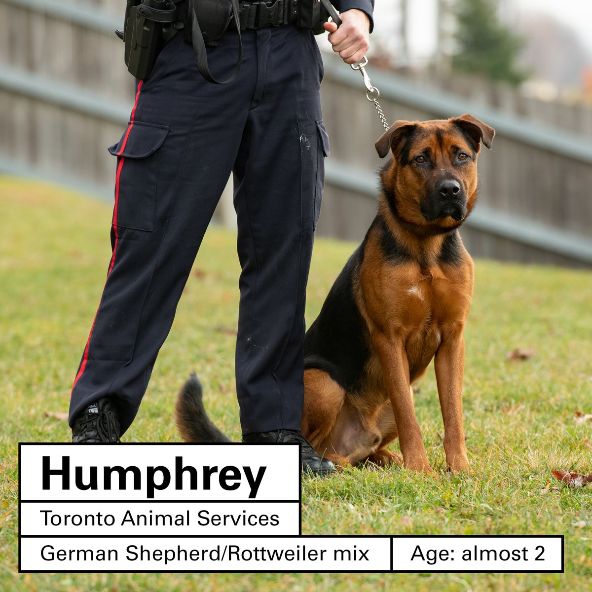 YRP's tweet photo. And our final two doggos looking for love and a place to call home are Humphrey and Venus.

Call @cityoftoronto Animal Services West Region at 416-338-6271 for Humphrey and North Region at (416) 338-8723 for Venus. https://t.co/RCMr5lodPT