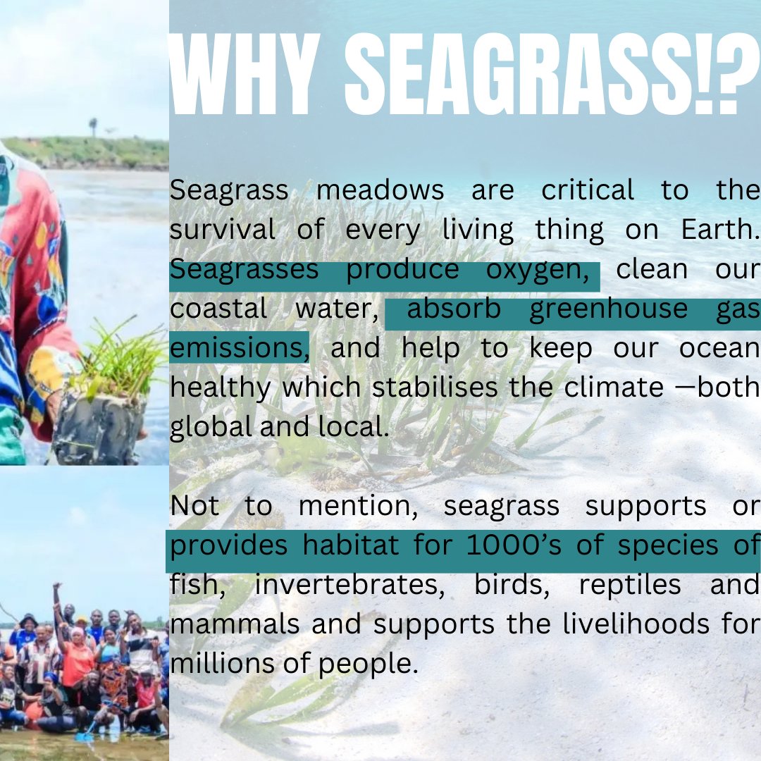 Seagrasses have the unique ability to continue to store carbon in their roots and soil in coastal seas,

Source: National Science foundation research 
P.C: @soaf_udsm

#Soalliance 
#SeagrassOcean
#SeagrassUs 
#Grassunderwaterproject
#COP27 
#GenerationRestoration
