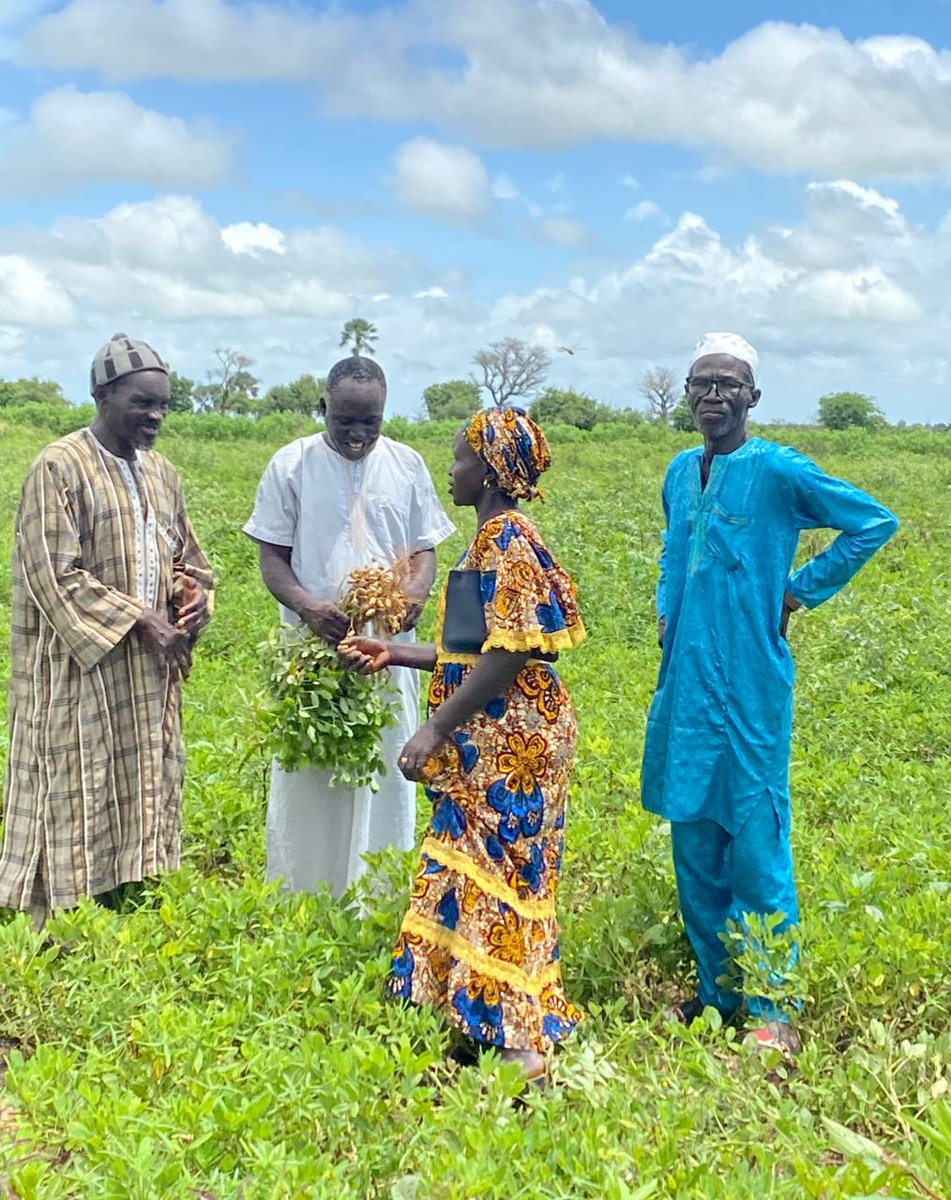 In Niakhar, Senegal, farmers and SustainSahel researchers test the mulching technique in the fields. Thiam (middle) shows his crops to fellow farmers: 'I applied Guiera leaves as mulch, it is better than fertilizer and I saw that my crops were better'.
