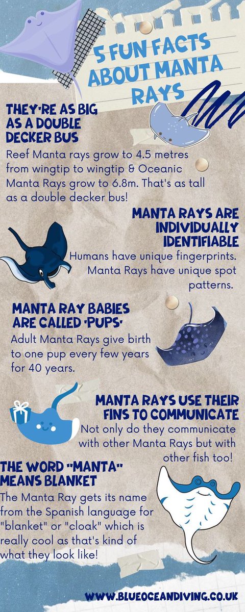 BlueOceanDiving's tweet photo. Did you know these five facts about Manta Rays? #ocean #marinelife https://t.co/mbCHDbooqD