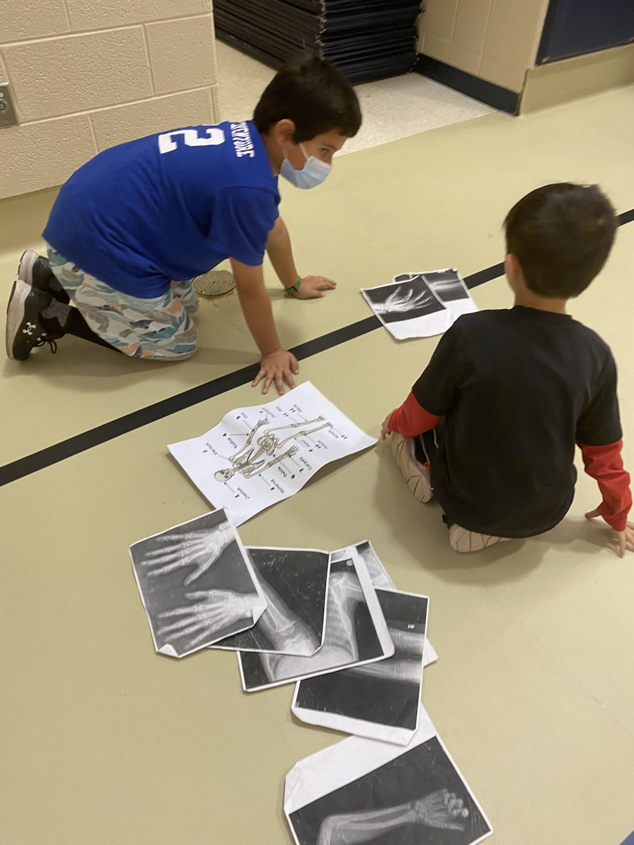 ASFS_PhysEd's tweet image. 3rd grade students were investigating the Skeletal System today with bone identification, looking for broken bones, and making spinal column models.