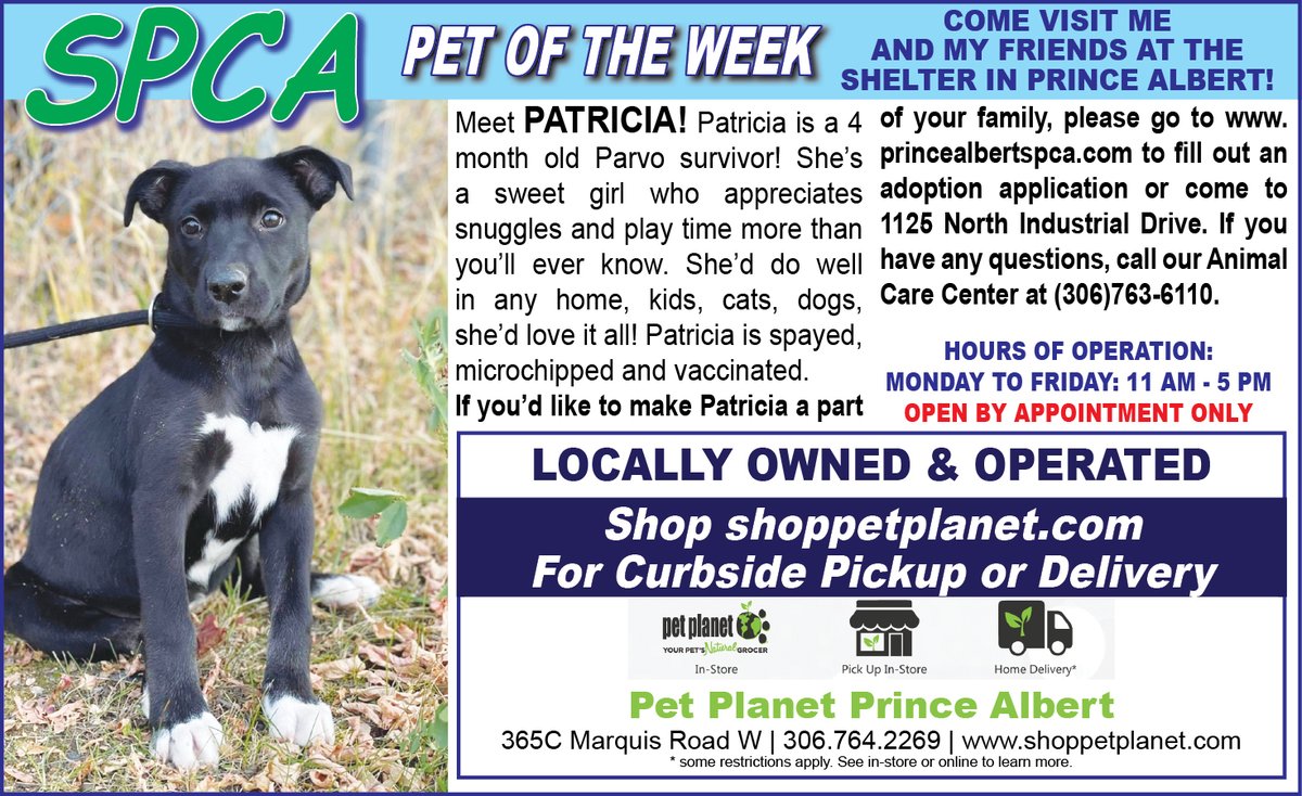 PAShopper's tweet image. SPCA - Pet of the Week
princealbertshopper.com/spca
#SPCA #PetoftheWeek #princealbertshopper