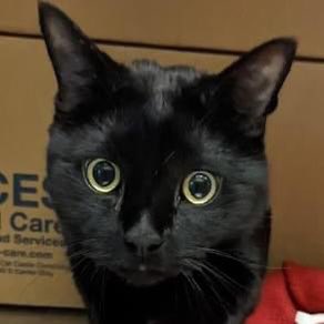 Meet today's Pet Pal... you can call him Ishmael! He is a 5-year-old male Domestic Shorthair Mix that can't wait to find a forever family to have a whale of a good time with! Adopt Ishmael today at our Main Adoption Center, located at 1600 Old Frankfort Pike, or call us.