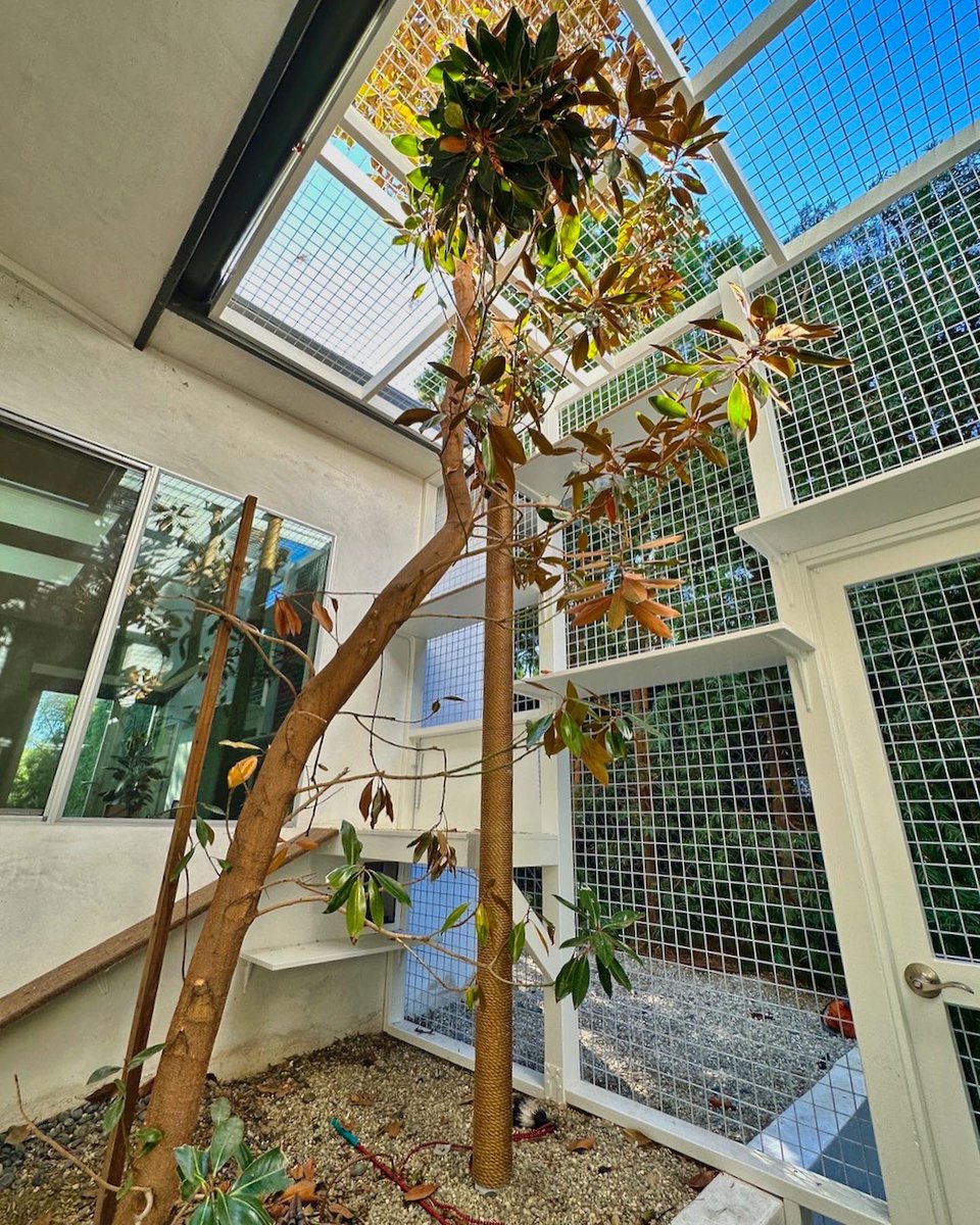 CatioGuy's tweet photo. Studio City courtyard catio with a fabulous tree centerpiece makes for some happy cats and stunning photos. 😺
#cat
#cats
#catio
#catios
#catioguy
#customocatio
#customcatios
#catenclosure
#catsafety
#catlife
#catlifestyle
#catsrule
#catslovers
#catlovers
#catloversclub
#meow https://t.co/PdfNb1Trew