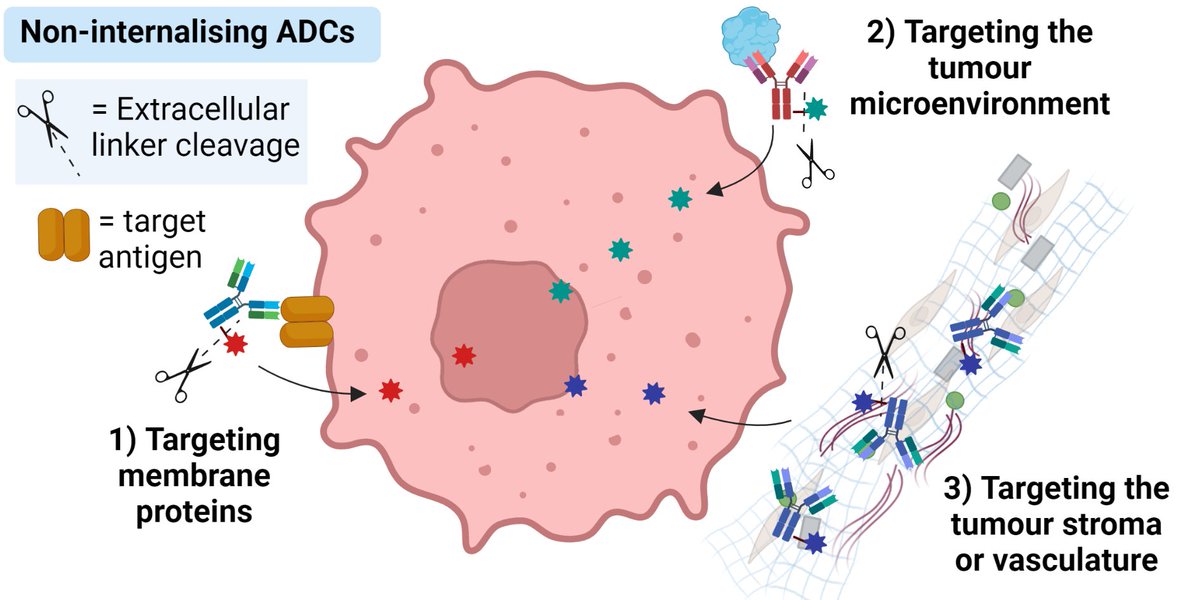 Check out our latest review: "Non-internalising antibody–drug conjugates" - now published in <a href="/ChemSocRev/">Chem Soc Rev</a> ! pubs.rsc.org/en/content/art…