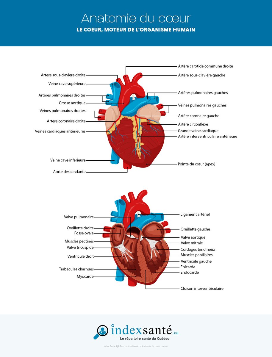 Anatomie du #coeur