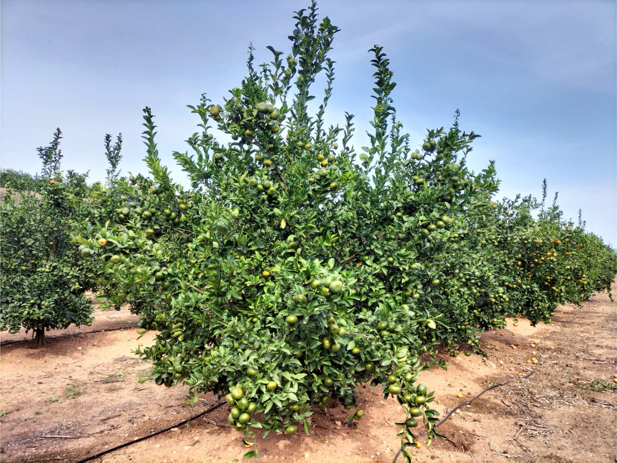 StollerEurope's tweet photo. 🍊After obtaining great results of the #StollerSolutions to overcome the harsh summer of intense temperatures, we must keep working to reduce the physiological fall of Clemenvilla #mandarins (photos 1 & 2), as well as to maintain good skin quality in the Tango variety (3 & 4). https://t.co/LujwltmqjN
