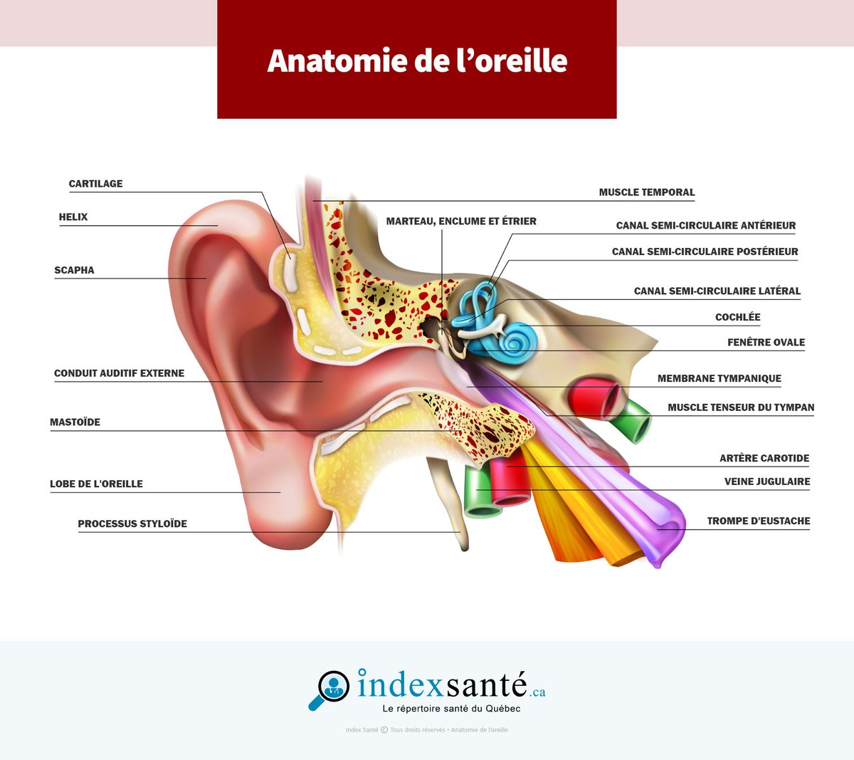 Anatomie de l'oreille