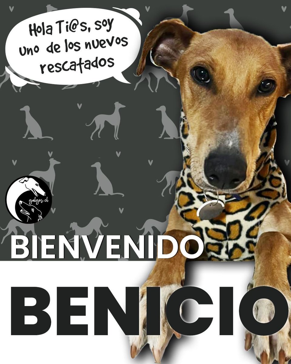 galgoschile's tweet photo. BIENVENIDO BENICIO😎
Hace un par de semanas rescatamos a este joven que se encontraba vagando en un terminal agrícola donde muchos mueren atropellados🚨
Necesita hogar temporal o adopción🙌

Postula por Benicio ahora!!➡️https://t.co/1LtKkM6N0V

#AdoptaNoCompres #Galgo #Chile https://t.co/vDENmUw32w