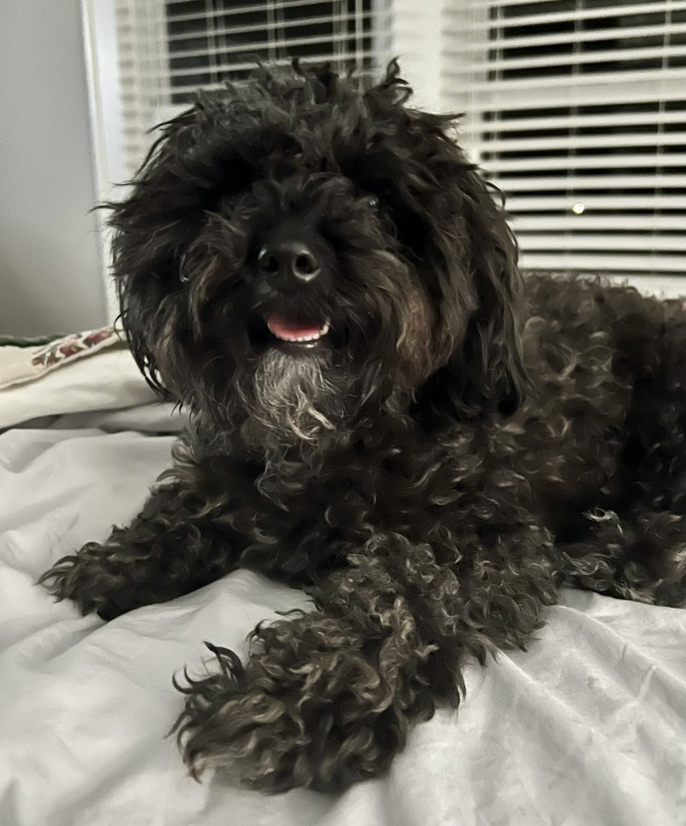 kelmichel's tweet photo. Sorry I disappeared, we faced some  trauma &amp; sadness so I had to go straight into dogtor mode. Today I told Mom it’s time to spread kindness again! 
Bᴇ Kɪɴᴅ Bᴇ Fᴀɪʀ Bᴇ Hᴏɴᴇsᴛ Bᴇ Tʀᴜᴇ
Aɴᴅ Aʟʟ Oғ Tʜᴇsᴇ Tʜɪɴɢs Wɪʟʟ Cᴏᴍᴇ Bᴀᴄᴋ Tᴏ Yᴏᴜ.🫶
-❤️-Stuey🐾 https://t.co/I6wtybmS7V