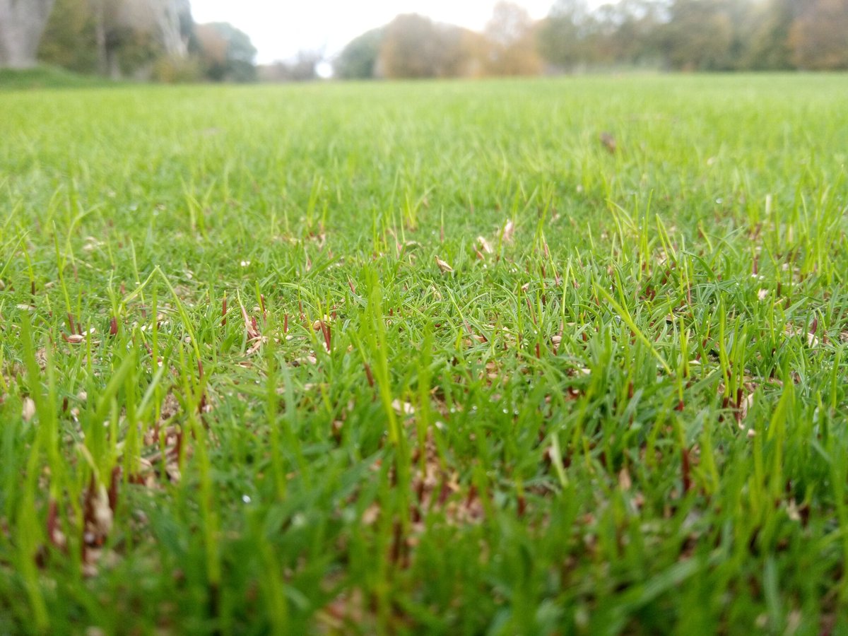 I'd never expected to see this at this time of the year, been very lucky after scarifying.
<a href="/DGCGreens1908/">Denbigh GC Greens</a> 
<a href="/DGCProShop/">DenbighGolfClub</a>