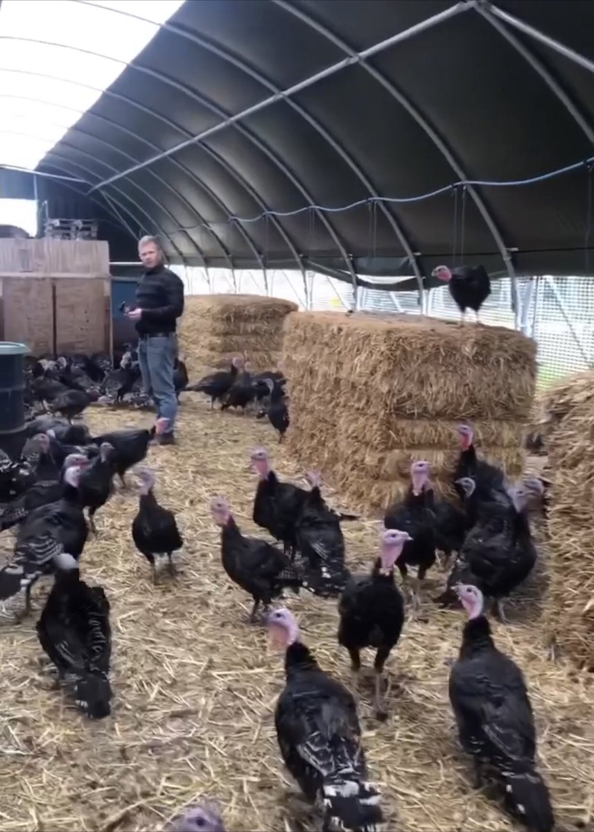 FosseMeadows's tweet photo. Listen in to @9amben at 4pm today on @BBCLeicester …he’ll be talking about @FosseMeadows #slowgrown #bronzeturkeys #christmasturkeys 🦃🦃🦃🎄👍🏻 with Nick at #FosseMeadowsFarm #northkilworth #BackBritishFarmingDay #supportlocalbusiness & order yours today https://t.co/UUfALMKfjX https://t.co/467lnGijnn