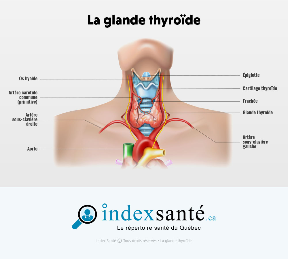 La glande #thyroïde