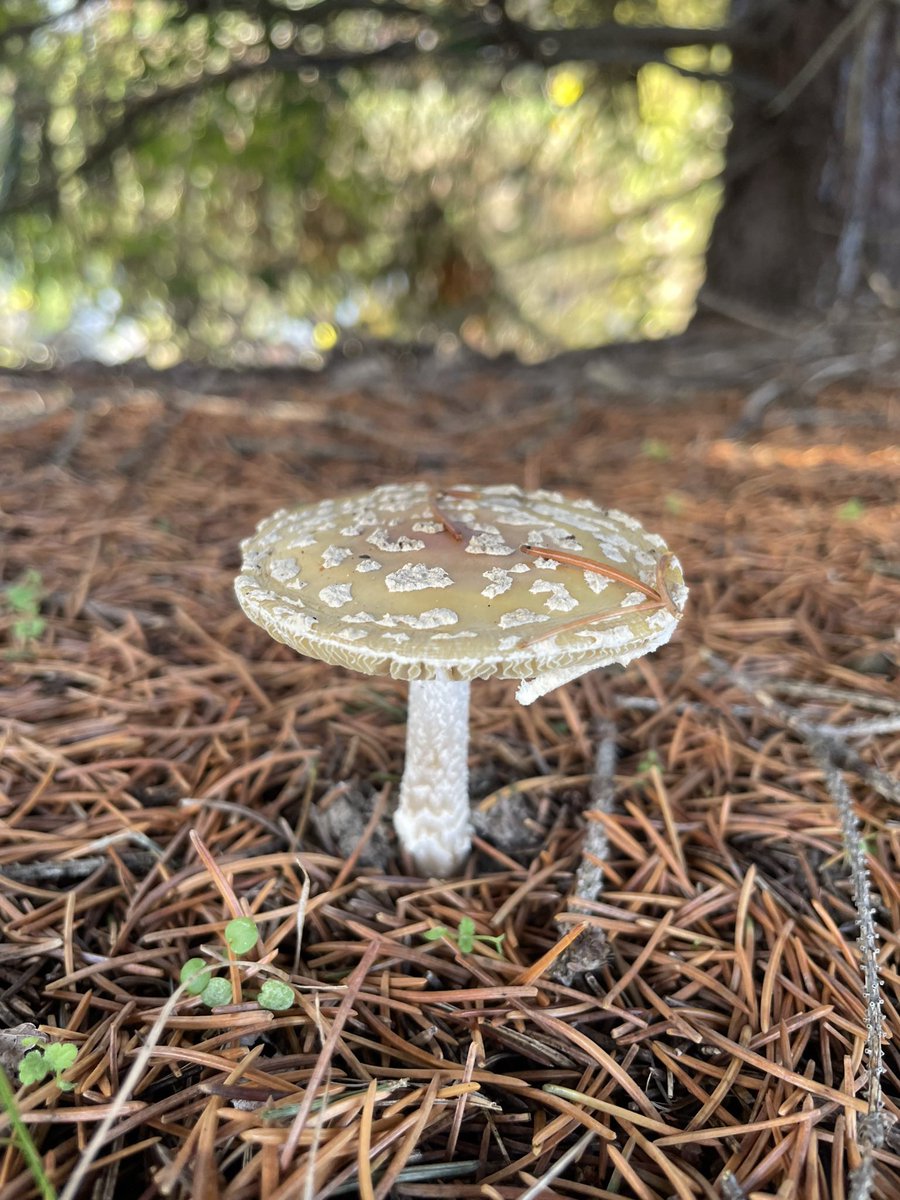 infinite_ric's tweet photo. The beautiful amanita muscaria in the wild 🍄 https://t.co/2MDAMZ0Ert