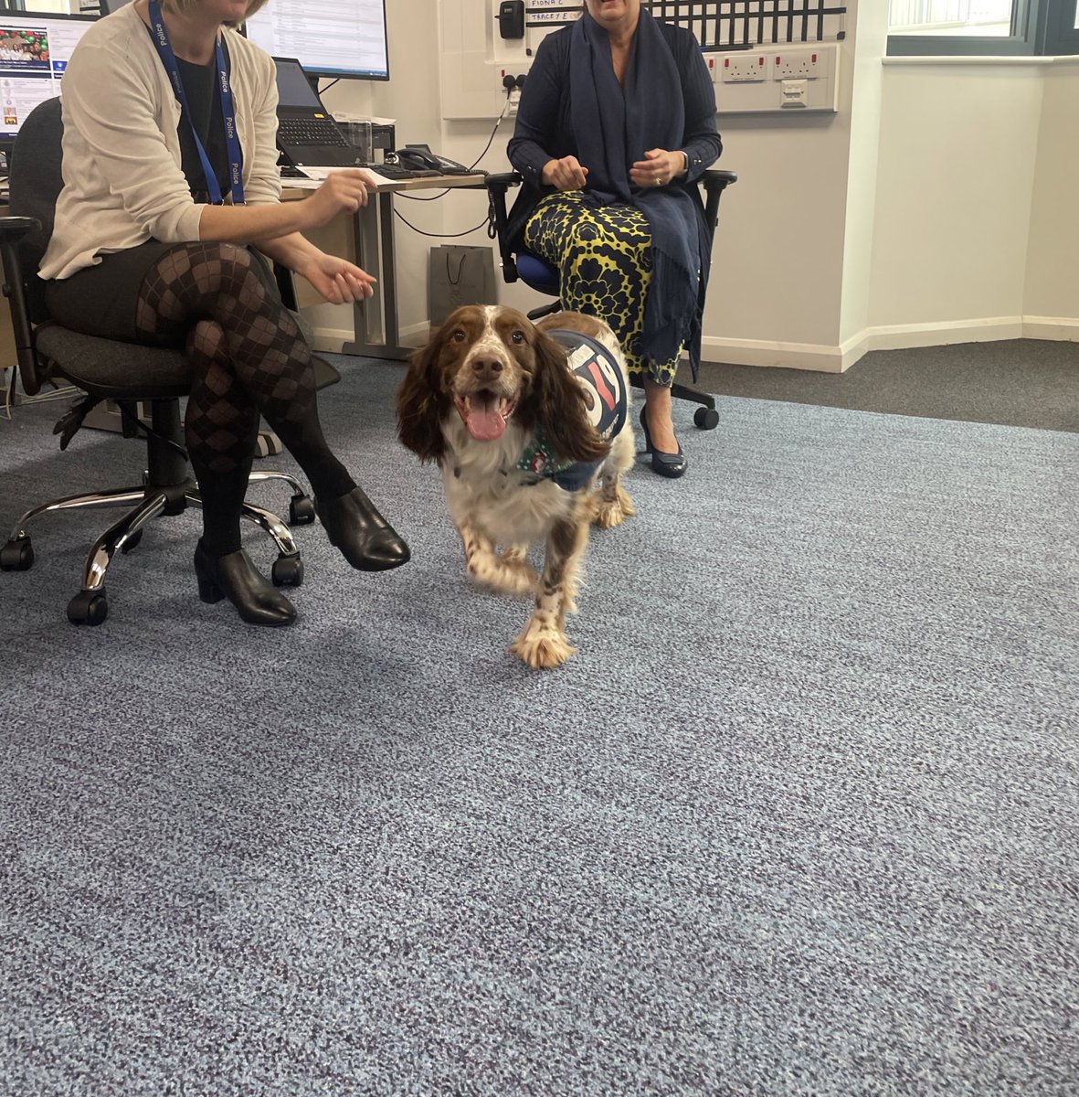 Chase was finally cleared by the physio to start visits again & he so loves doing them. We thoroughly enjoyed meeting Doncaster PVP today, lots of smiles in the office ❤️ #wellbeingdog #MentalHealthMatters @OscarKiloNine @OscarKiloUK @syptweet