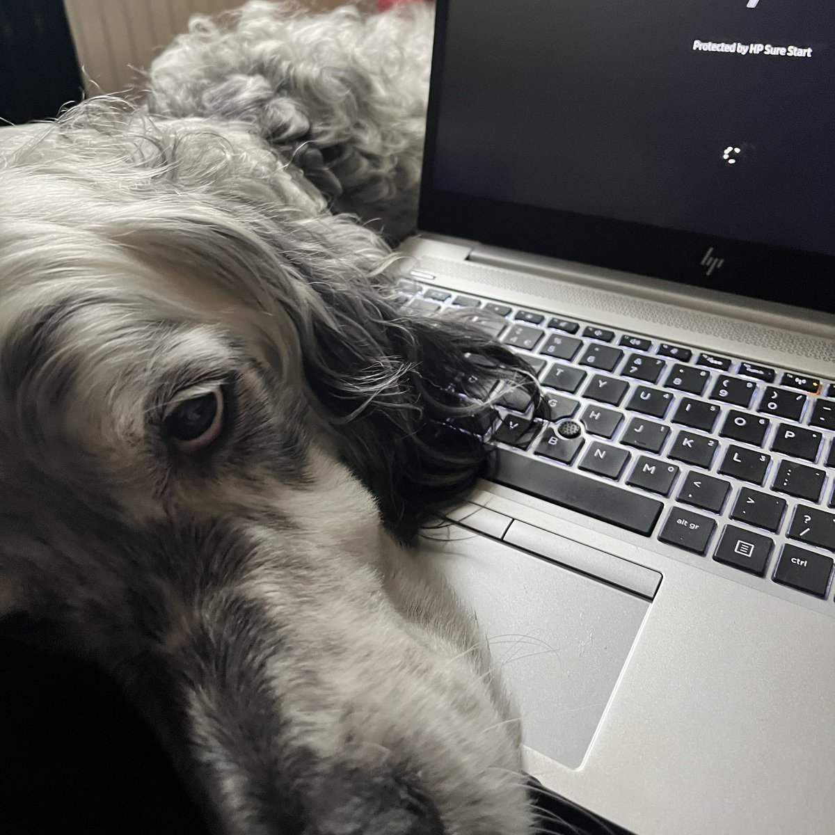 Looks like Ole has an urgent email to send 🐶😂 #workingfromhome #newcolleague #olethewally #DogsofTwittter