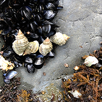 APSPhysiology's tweet image. Research presented last week at #Comparative2022 finds two factors of #ClimateChange can affect the #physiology of the Pacific blue mussel. Read press release: ow.ly/h7jg50LptOz. Pictured: First author @racine_rangel. CC: @CascadeJBS #SitkaNSF