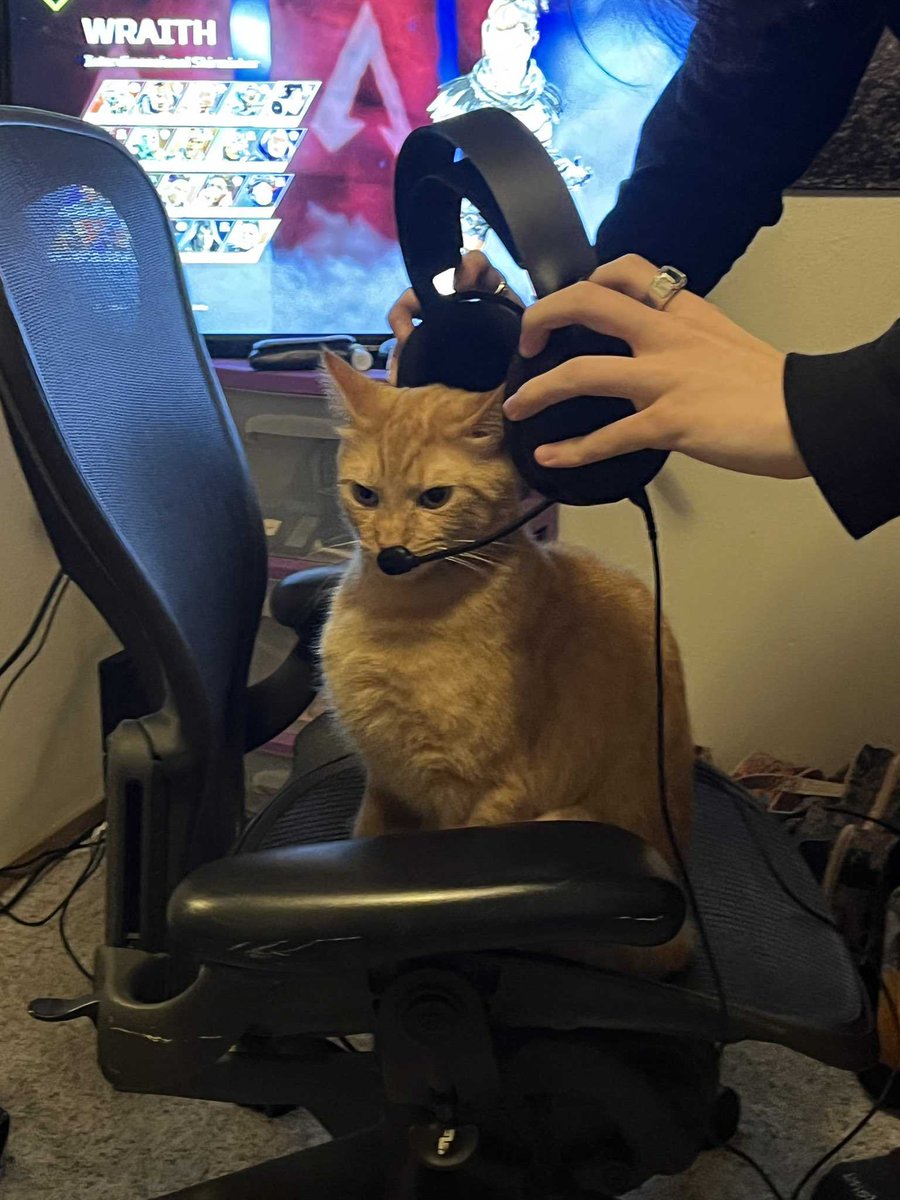 nocontextscats's tweet photo. Gamer https://t.co/mZZWWJbnlz