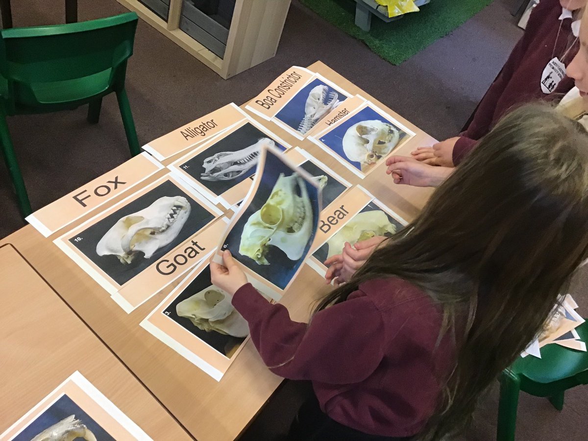 We have worked smartly today by identifying animal skulls by their diet and types of teeth. ⁦@NewEarswickPS⁩